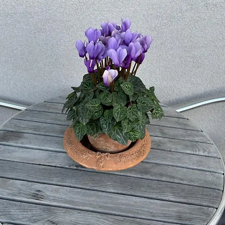 Smart Living Apartment Turin